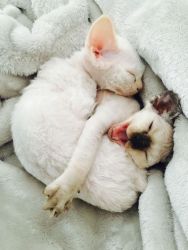 Adorable Devon Rex Kittens