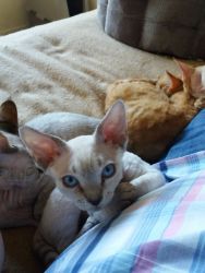 4 Beautiful Devon Rex Kittens