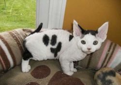 adorable Devon Rex Kitten For Sale