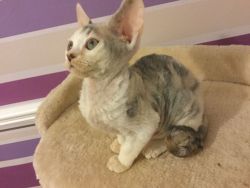 Gccf Registered Devon Rex Female Kitten For Sale