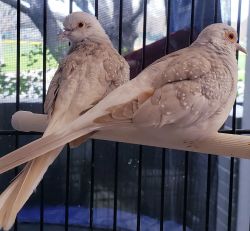A pair of diamond doves