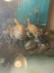 Turtles for sell medium