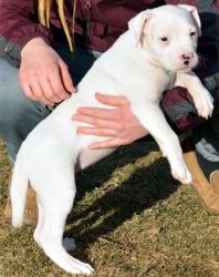 Beautiful UKC White Dogo Argentino Puppies For Sale