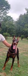 Doberman, Puppy 6 Month old, Standing Ears, Fully vaccinated,