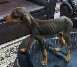 Dobberman puppy for sale