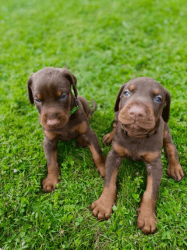 Dobermans pups