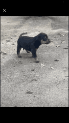 Doberman Jack Russel Terrier Puppies