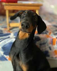 Male Doberman 4 months old well trained and vaccinated