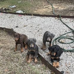 12 Week Old Doberman puppies