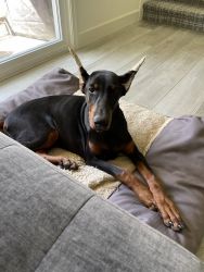 6 month old Doberman looking for a home