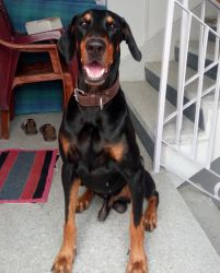 High quality European Doberman available for mating/stud services
