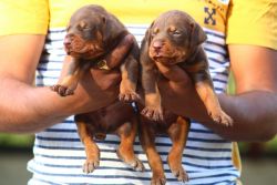 DOBERMAN puppies available in Chennai contact xxx4 615 589