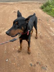 1.6 years old Doberman for sale