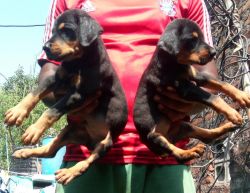 Doberman puppies available in Chennai contact xxx4 615 589