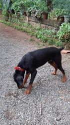 9 month old Doberman puppy for sale