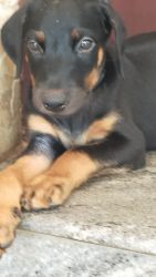First vaccinated Doberman puppies for sale