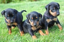 Cute And Healthy Male And Female Doberman Puppies