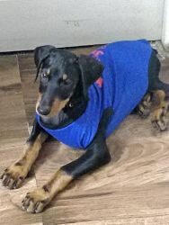 Doberman Puppy for sale.3.5 Months old