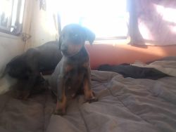 Doberman puppies mother and father on site as well as other bloodline