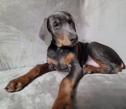 Christmas Special! $400 off! Blue Male Doberman puppy