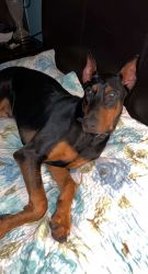 10 Month old Doberman named Drako looking for a loving home