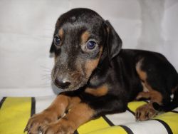 1 month old dobberman pinscher puppies for sell