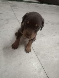 Puppy for sell