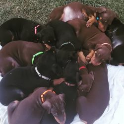 Doberman Pinschers puppies Available