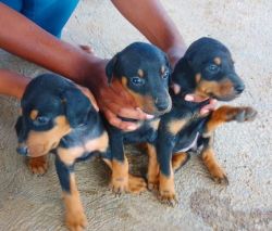To sell Doberman puppies