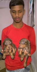 Doberman Puppies Available