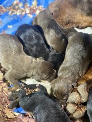 Akc Doberman puppies (Pensacola Fl)