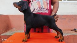 KCI REGISTERED PUPPIES FOR SALE