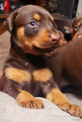 Doberman pinscher puppies
