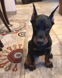 Cute Doberman puppies for rehoming