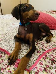 Handsome chocolate brown Doberman puppy for sale