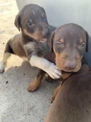 Purebred Doberman puppies for sale