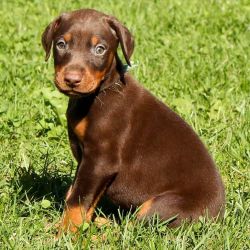 Healthy And Good Quality Doberman Breed Puppies Available for Sale