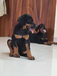 Doberman female puppies for sale//contact : xxxxxxxxxx