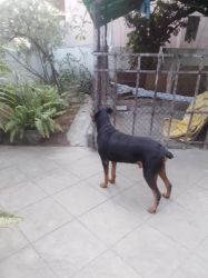 European doberman pincher heavy size puppies for sell in chennai.