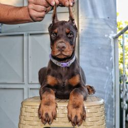 Male Doberman Pinscher Puppy For Adoption (Ace)