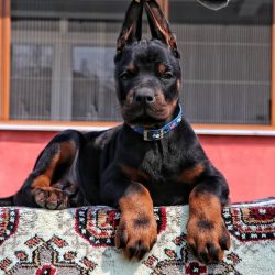 Male Doberman Pinscher Puppy For Adoption (Baxter)