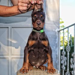 Male Doberman Pinscher Puppy For Adoption (Hunter)