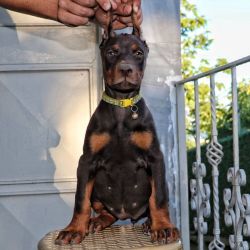Female Doberman Pinscher Puppy For Adoption (Liberty)