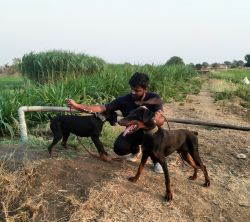 I want sell my Doberman male and female friendly and gurd dogs reason
