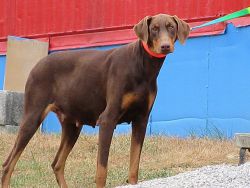 DOBERMAN ADULT FOR SALE TODAY!