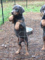 Doberman Puppies for sale