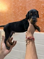 Doberman puppies for sale