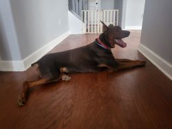1 year old red doberman for sale