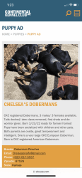 Doberman purebred pups