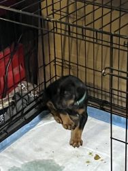 Doberman puppies, ready to go home with you